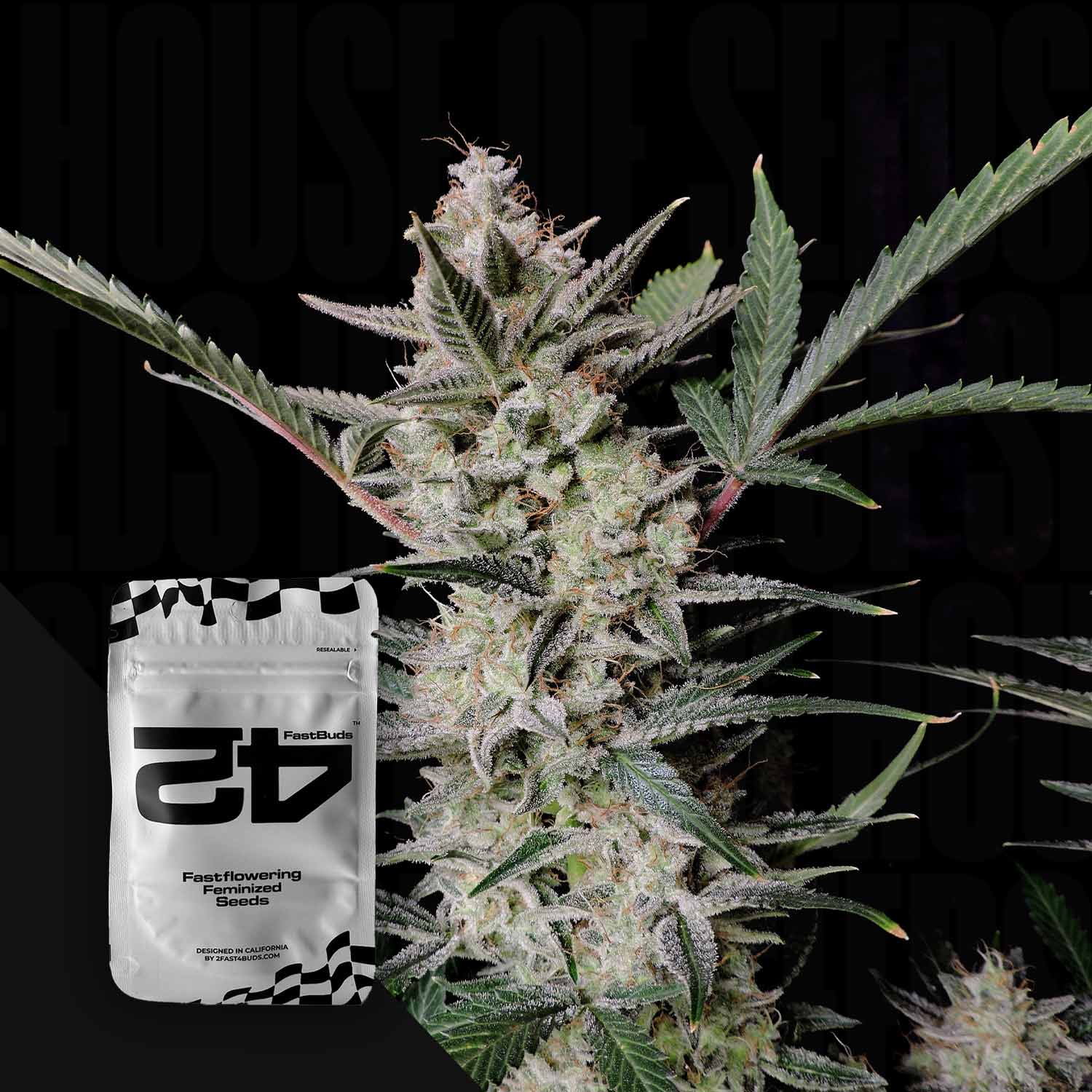 420 Fast Buds Strawberry Gorilla Auto – silbernes Samenpaket vor frostiger Pflanze mit dichten Knospen und grünen Blättern