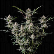 Strawberry Gorilla Auto von 420 Fast Buds – frostige Cannabis-Knospen mit weißen Trichomen und grünen Blättern vor dunklem Hintergrund