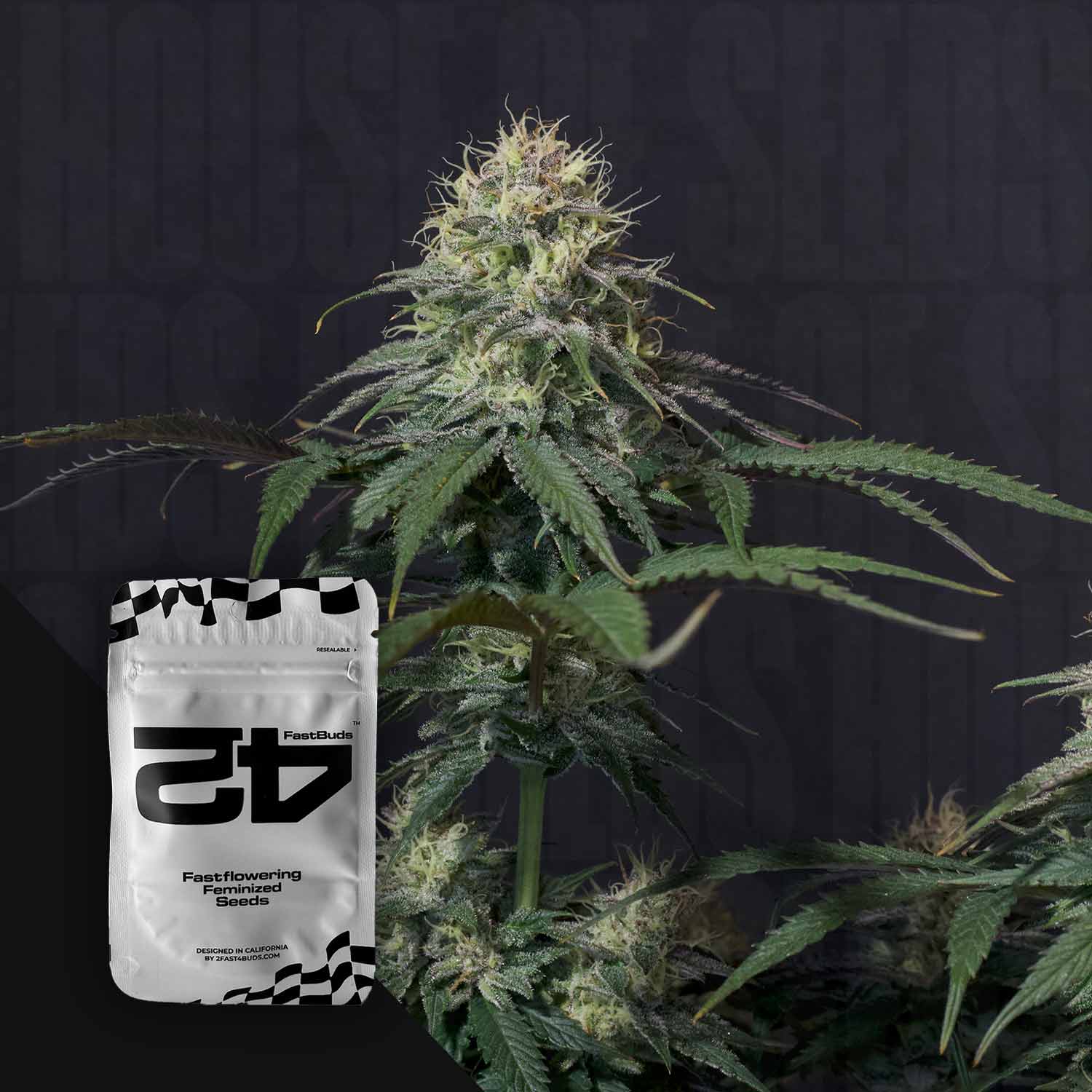 Eine Nahaufnahme einer blühenden Cannabispflanze mit einem 420 Fast Buds Tropicana Cookies FF Samenpaket davor.