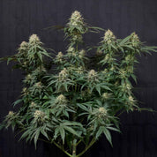 Tropicana Cookies FF von 420 Fast Buds: dichte grüne Blätter und zahlreiche Knospen heben sich von einem schwarzen Hintergrund ab.