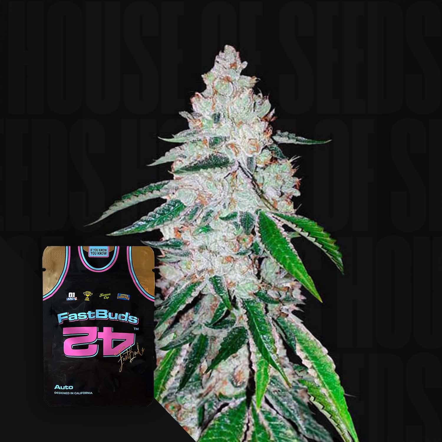 Eine Nahaufnahme einer frostigen Cannabispflanze mit einem 420 Fast Buds West Coast O.G. Auto Paket in der Ecke.