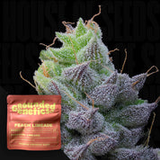 Nahaufnahme einer frostigen Cannabisknospe Peach Limeade mit Trichomen, unten links rotes Grounded Genetics Paket