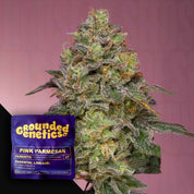 Eine Nahaufnahme einer Cannabispflanze von einem Grounded Genetics Pink Parmesan Samenpaket auf einem rosa Hintergrund.