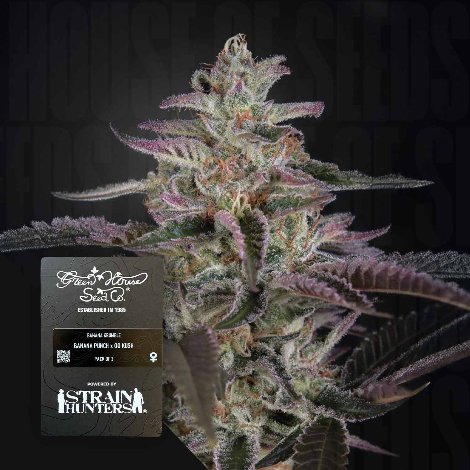 Nahaufnahme einer frostigen Banana Krumble Cannabis-Knospe von Green House Seeds mit lila Blättern und sichtbarem Produktetikett.