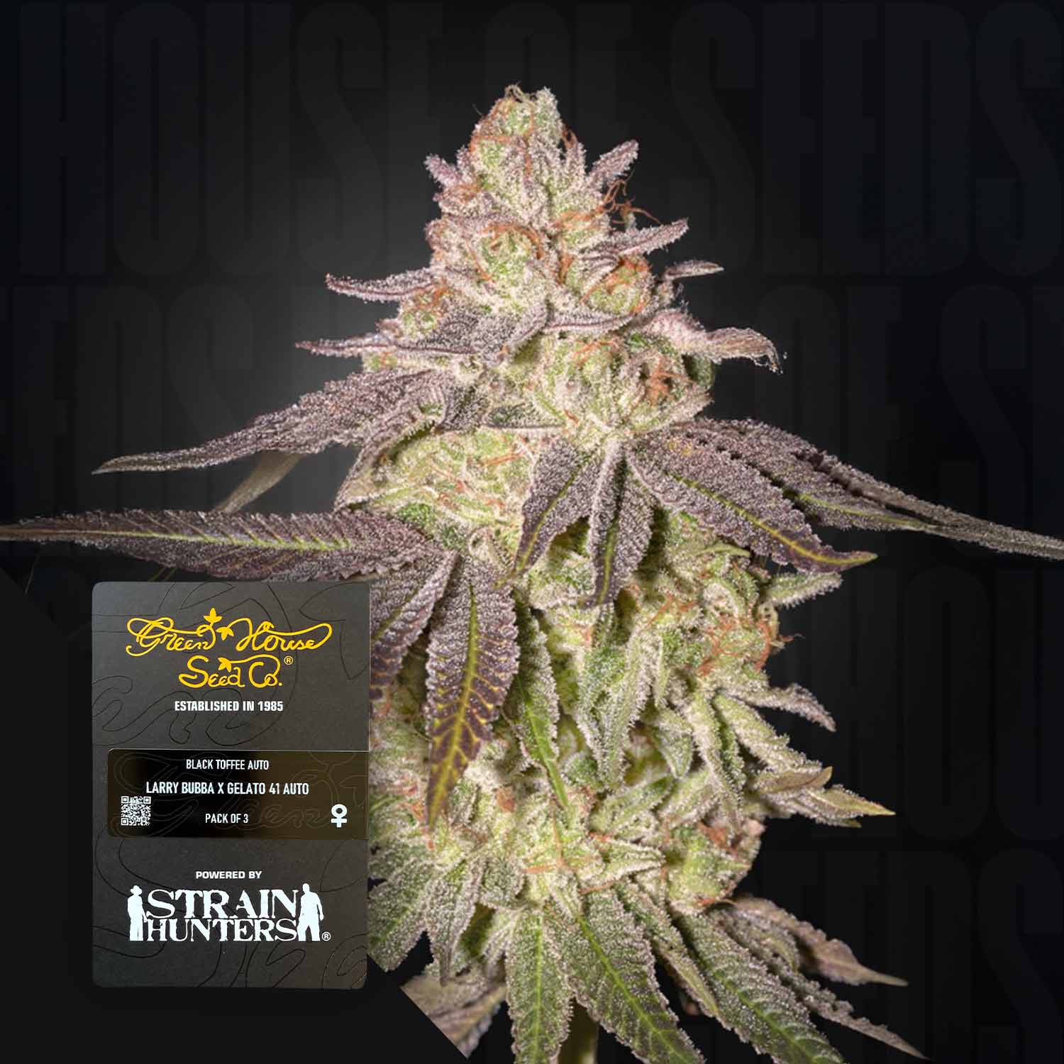 Eine Nahaufnahme von Black Toffee Auto-Cannabis mit violetten Reflexen neben dem Etikett der Sorte von Green House Seeds.