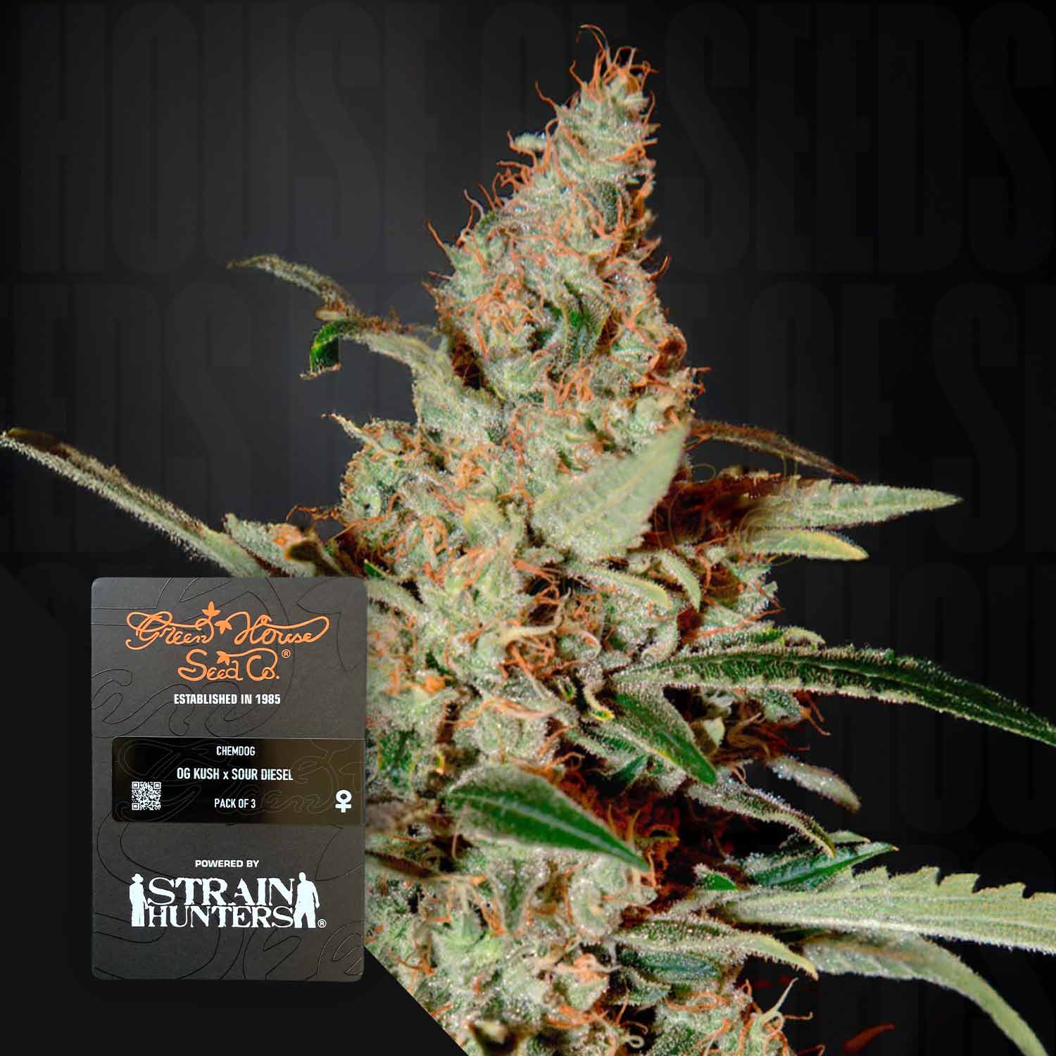 Nahaufnahme von Chemdog-Cannabis mit orangefarbenen Haaren und grünen Blättern, neben einem Etikett von Green House Seeds.