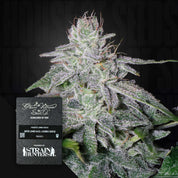 Frostige Cannabispflanze mit weißen Trichomen, vorne Green House Seeds Etikett für Franco's Lemon Cheese