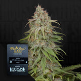 GH Amnesia