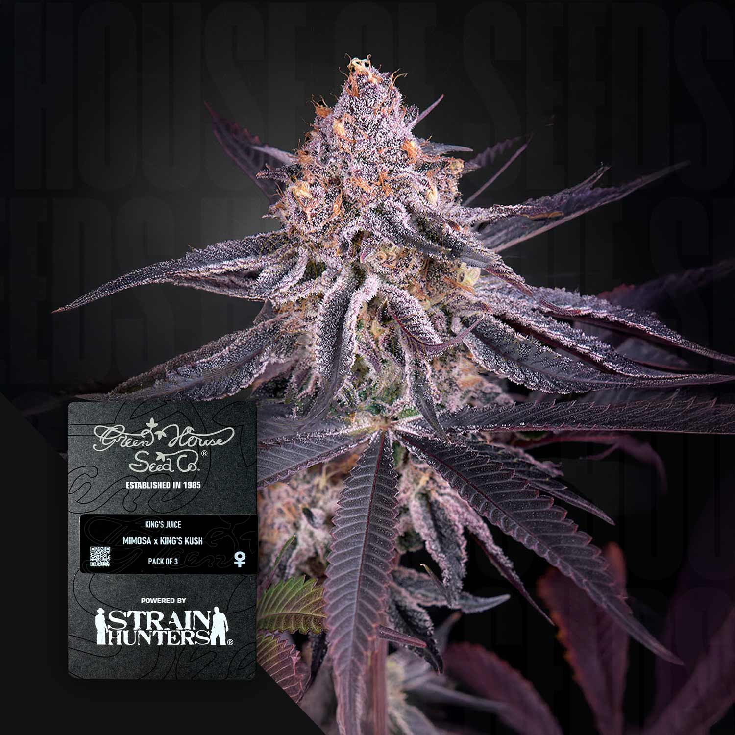 Cannabispflanze mit dichten frostigen Knospen und dunkelvioletten Blättern, unten links Green House Seeds Etikett King’s Juice