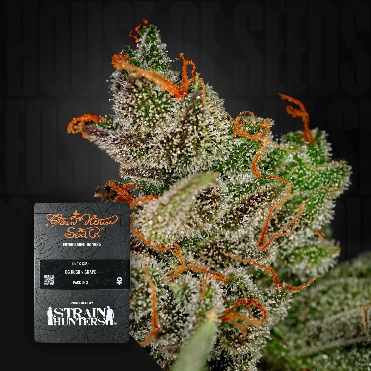 Nahaufnahme einer frostigen King's Kush Knospe mit orangefarbenen Haaren neben einer Markenkarte von Green House Seeds.