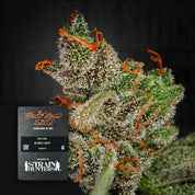 Nahaufnahme einer frostigen King's Kush Knospe mit orangefarbenen Haaren neben einer Markenkarte von Green House Seeds.