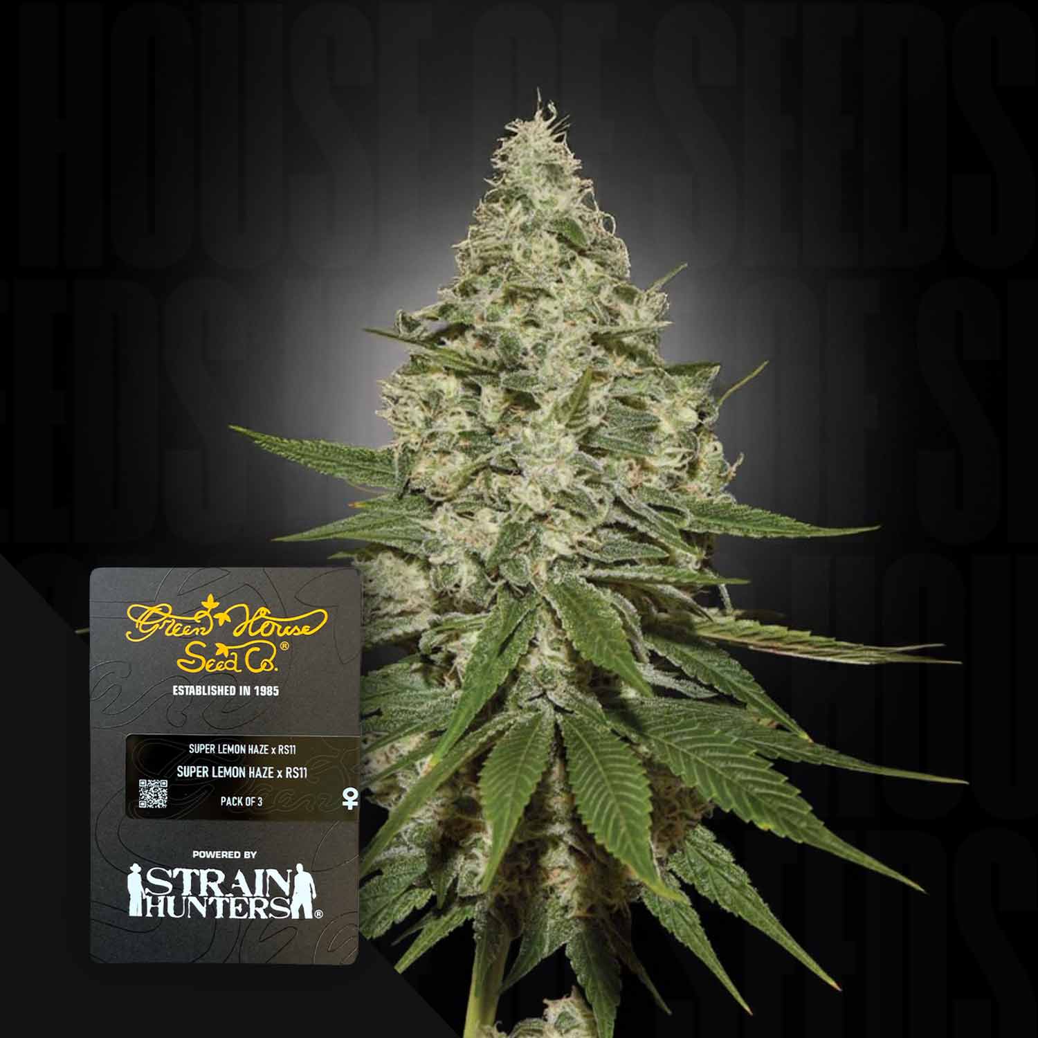Eine Nahaufnahme von dichten Cannabis-Knospen mit der Bezeichnung Super Lemon Haze x RS11 von Green House Seeds.