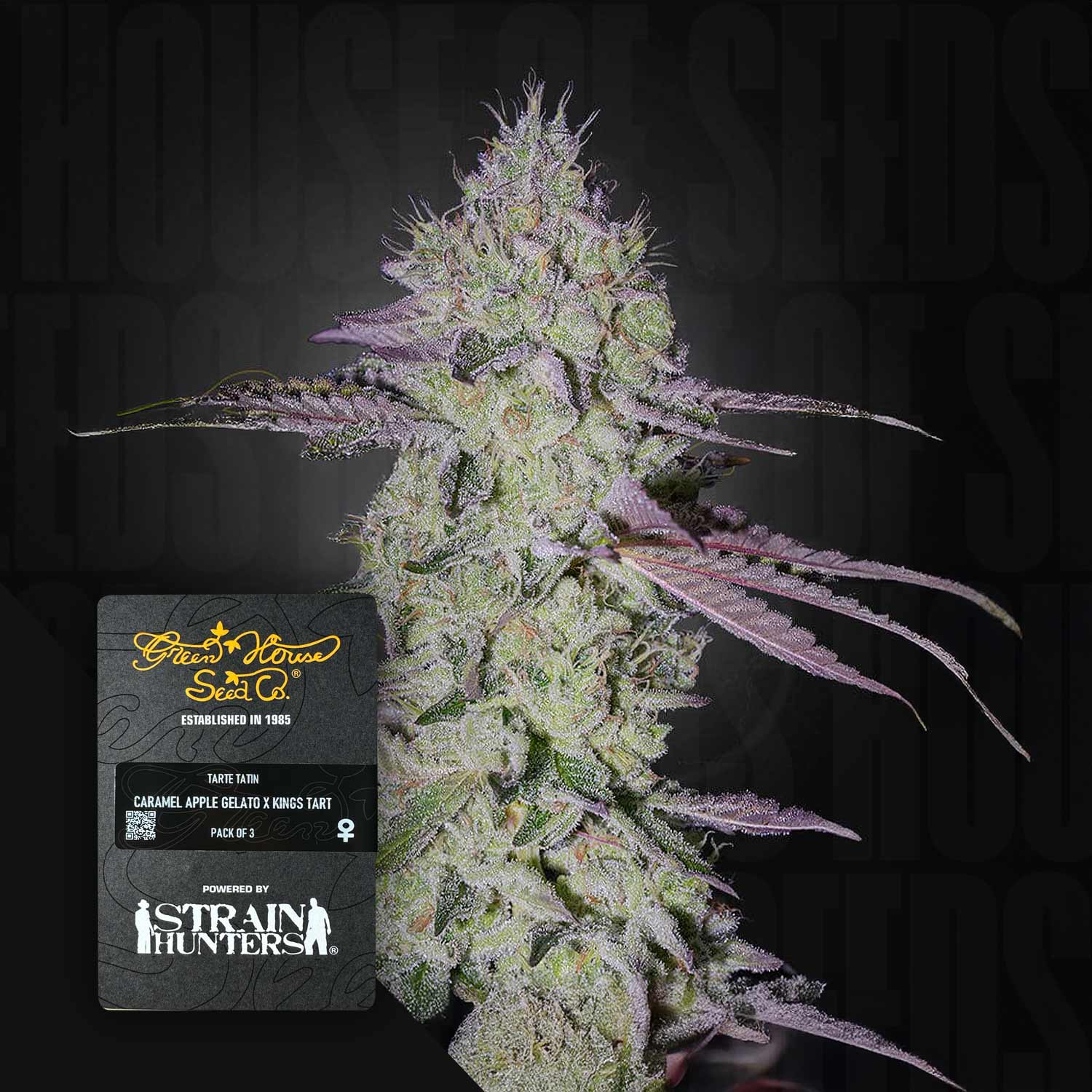 Nahaufnahme einer frostigen Cannabisknospe mit lila-grünen Tönen, vorne Green House Seeds Tarte Tatin Etikett