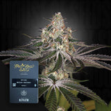 White Widow