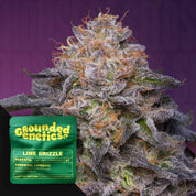 Frostige Cannabis-Knospe mit lila und orangen Haaren, grüne Lime Drizzle Verpackung von Grounded Genetics daneben