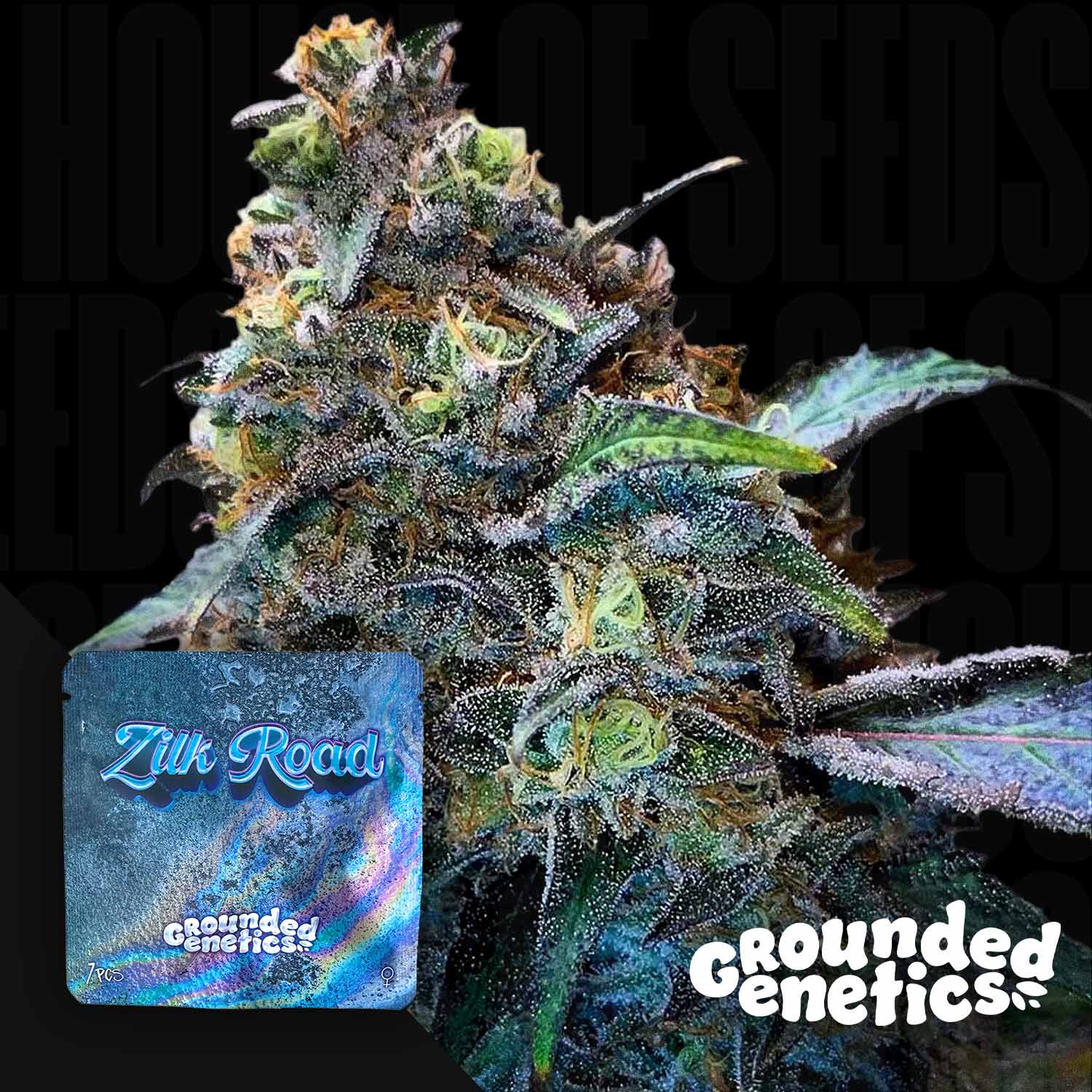Frostige Cannabispflanze mit lila-grünen Tönen und dichten Trichomen, daneben Zilk Road Verpackung von Grounded Genetics mit Logo