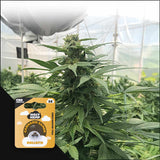 Goliath CBD