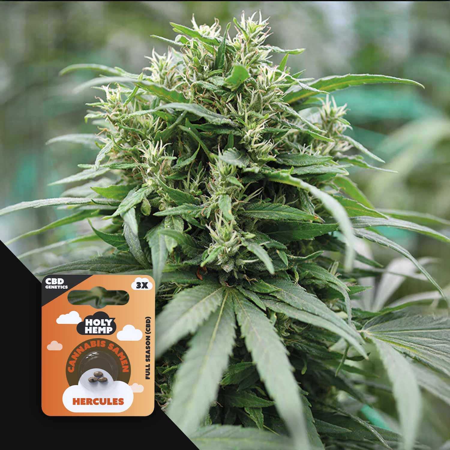 Nahaufnahme einer Cannabispflanze mit einem kleinen Holy Hemp Hercules CBD-Paket in der Ecke.