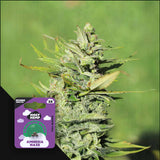 Amnesia Haze