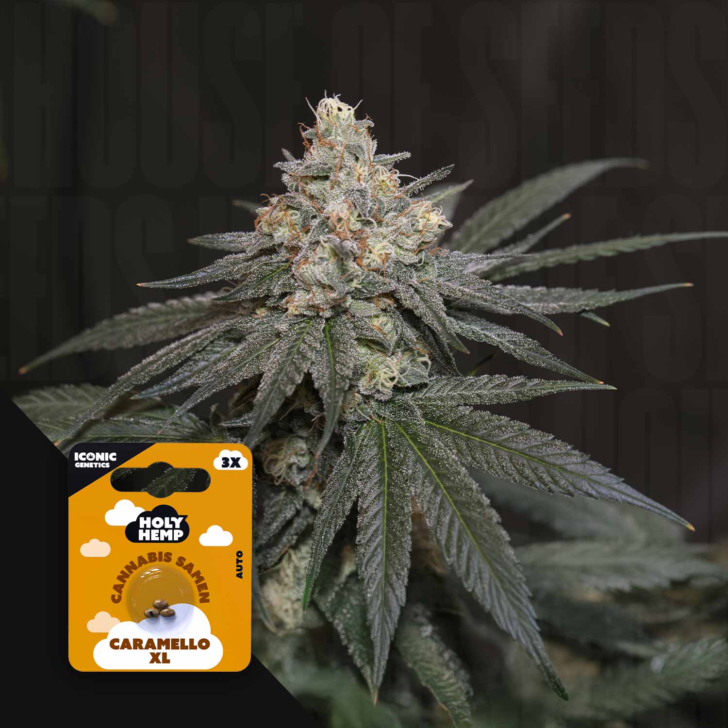 Nahaufnahme einer Cannabispflanze mit frostgrünen Knospen, daneben Holy Hemp Caramello XL Auto Samenpackung