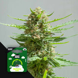 Critical XXL