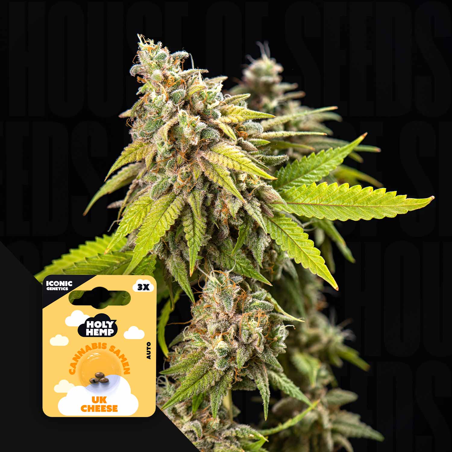 Nahaufnahme einer Cannabispflanze mit grünen Knospen und orangen Haaren, vorne Holy Hemp UK Cheese Auto Packung