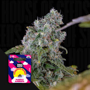 Nahaufnahme einer Cannabisknospe mit einer farbenfrohen „Holy Hemp Purple Amnesia“-Samenpackung in der Ecke.