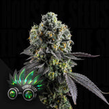 College Mints