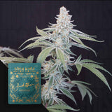 Kingdom Kush