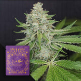 Royal Jack Skunk