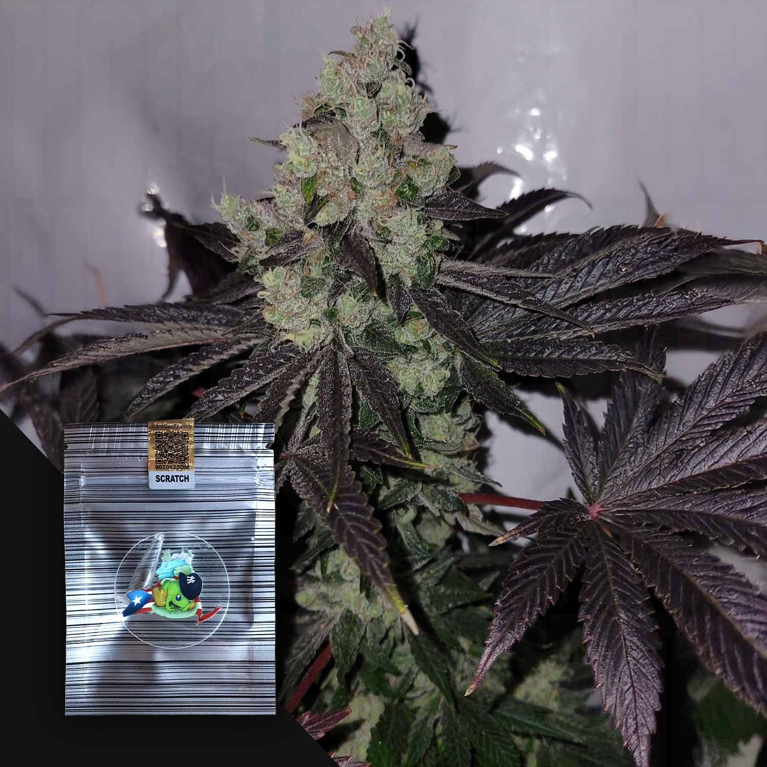 Sour Spritzer von N.Y.Ceeds: dunkelblättriges Cannabis und frostige Knospen neben einem aufgeklebten Ziplock-Beutel.