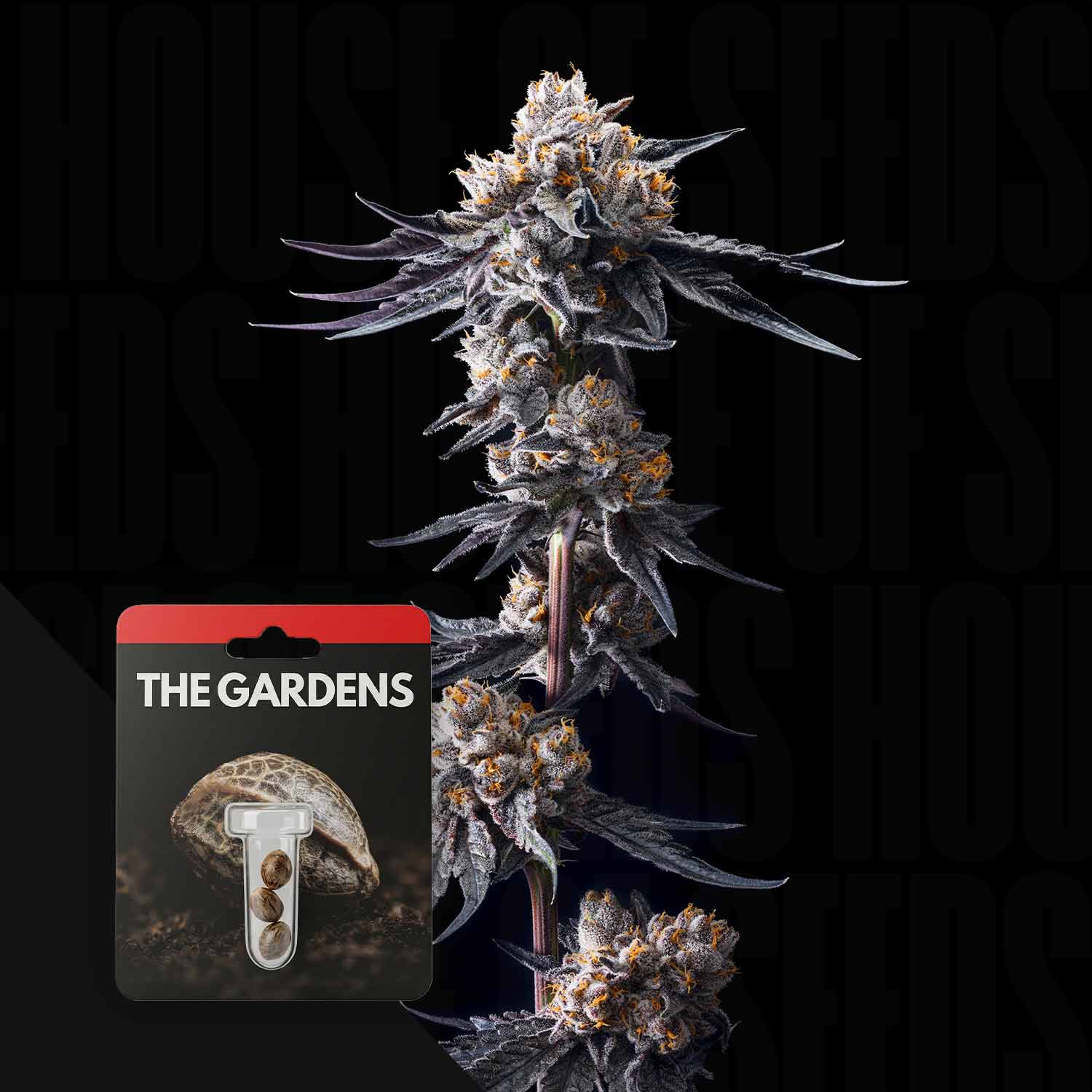 Eine Cannabis-Pflanze mit dichten Knospen und einem Samenpaket mit der Aufschrift Lemon Tree x Lazer Gun von Preferred Gardens.