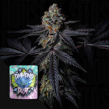 Diamond Dust
