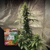 Strawberry Shortcake Auto