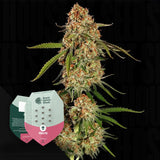 Alien OG
