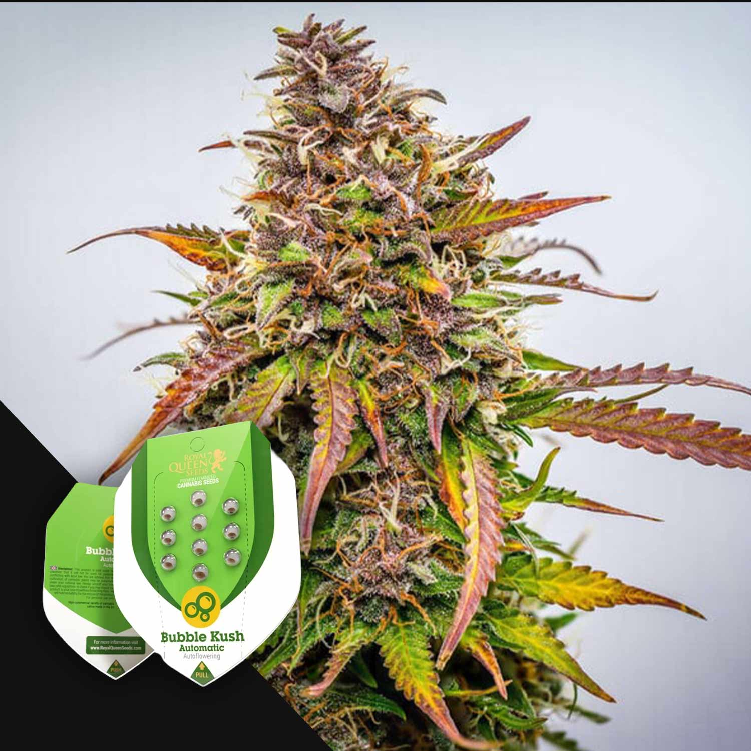 Eine Nahaufnahme von Bubble Kush Auto von Royal Queen Seeds mit grünen, violetten und orangenen Farbtönen und beschrifteten Samenpackungen.