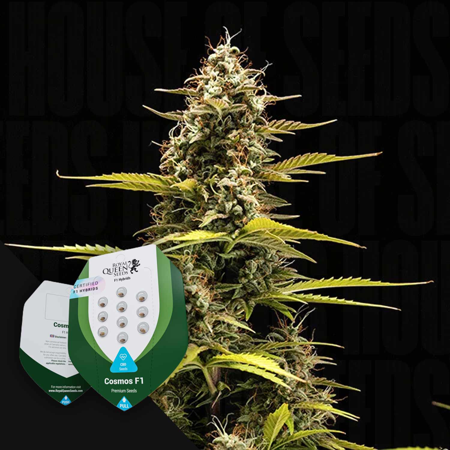 Eine hohe Cannabispflanze mit grünen Knospen und zwei Royal Queen Seeds Cosmos F1 Samenpakete im Vordergrund.