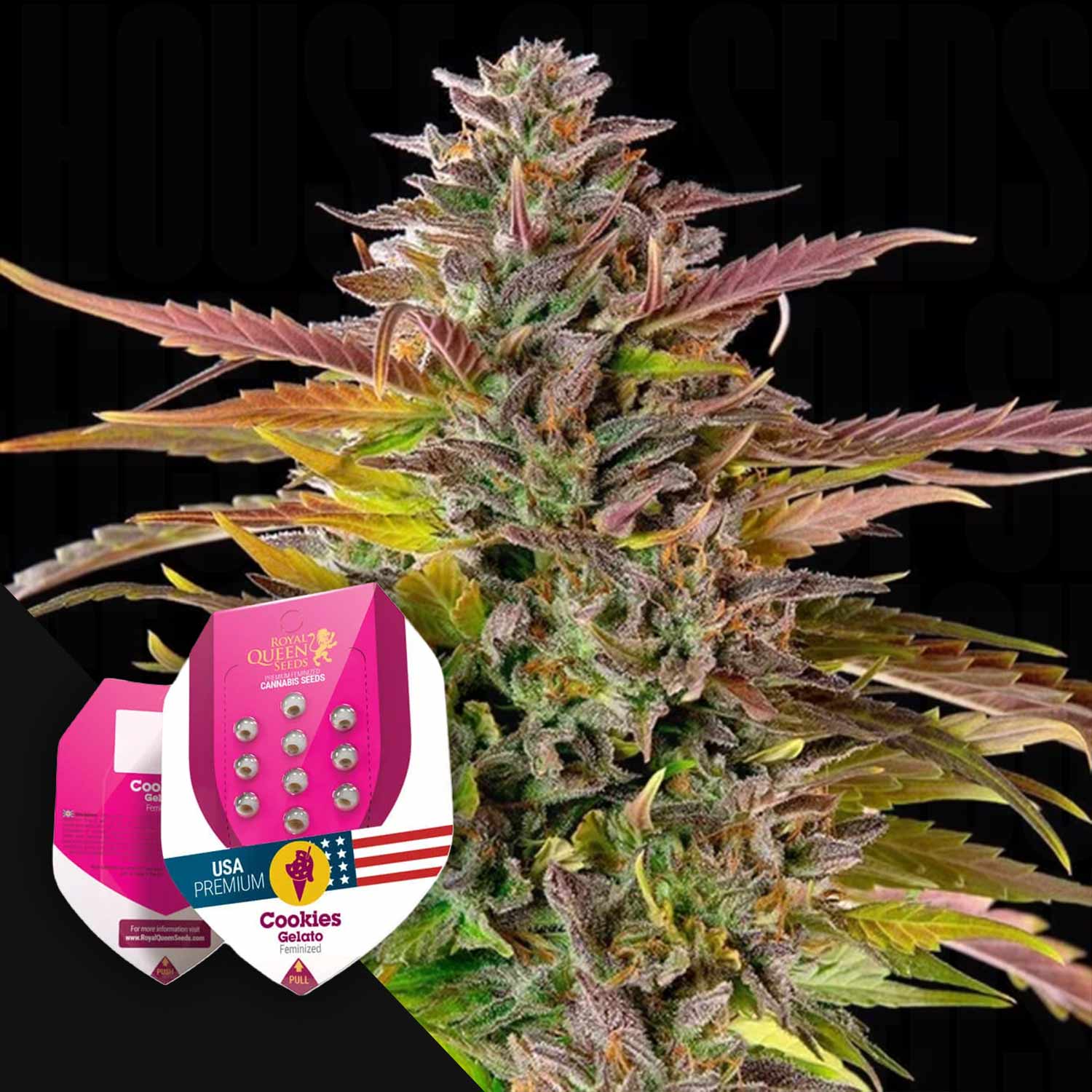 Nahaufnahme einer Cannabispflanze mit zwei Royal Queen Seeds Cookies Gelato Samenpaketen in der Ecke.