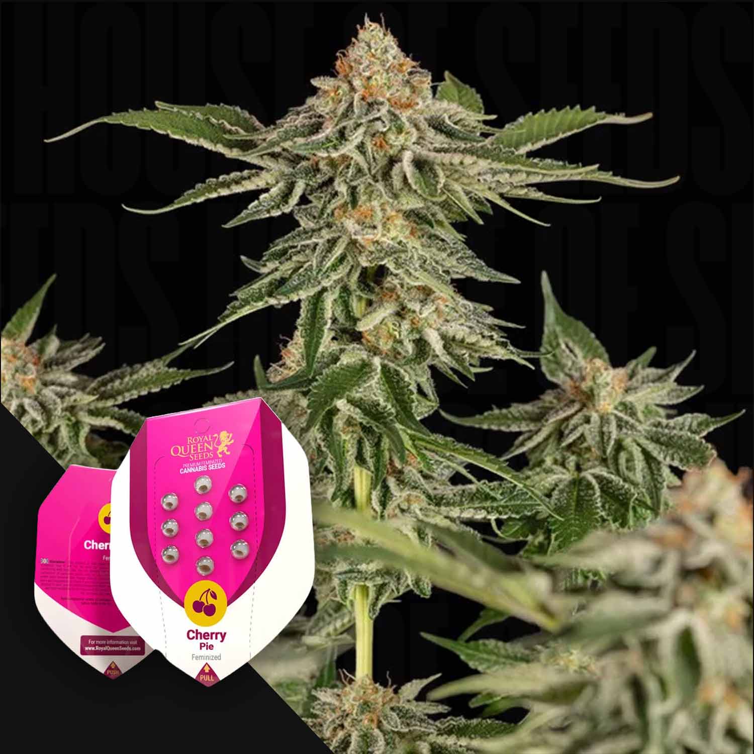 RQS-CP-0
