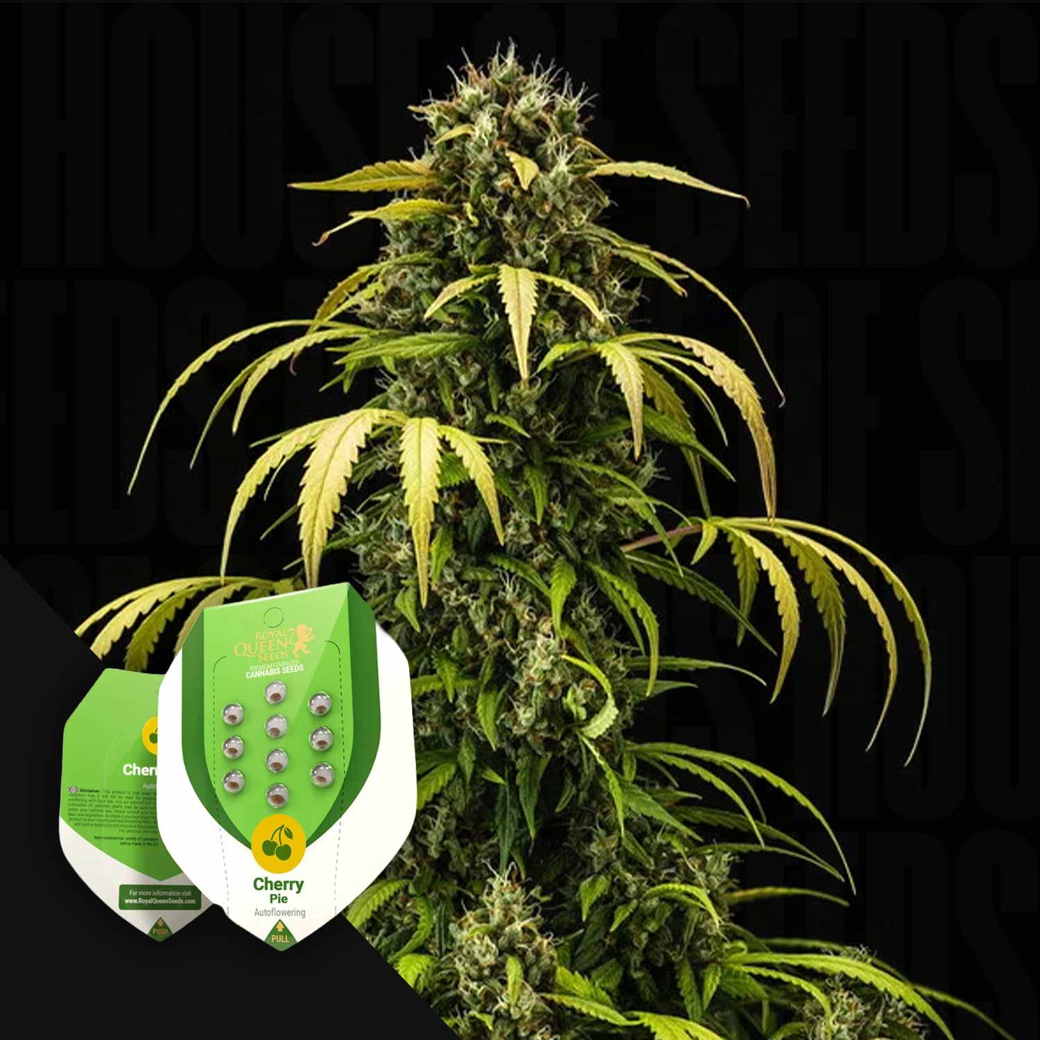Hohe Cannabis-Pflanze mit schmalen Blättern; in der Ecke zwei Cherry Pie Auto-Samenpakete von Royal Queen Seeds.