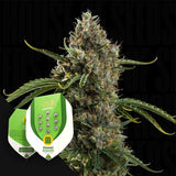 Diesel Auto