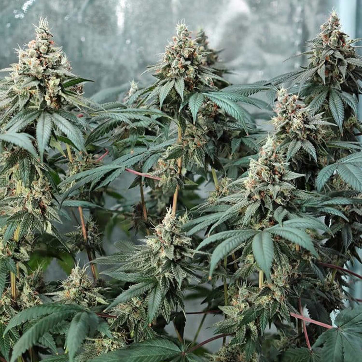 Fat Banana Pflanze von Royal Queen Seeds mit großen trichomreichen Knospen wächst indoor vor silbrigem Hintergrund