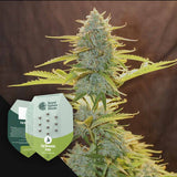 Fat Banana Auto