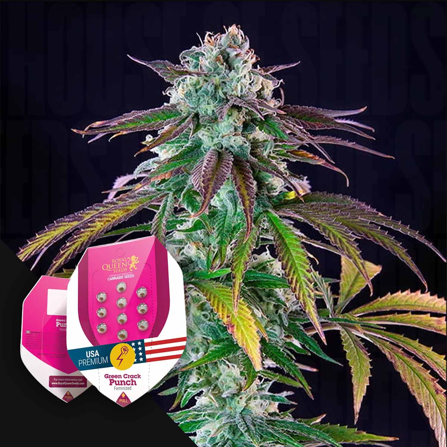 RQS-GCP-0