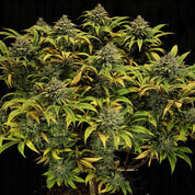 RQS-GG-0