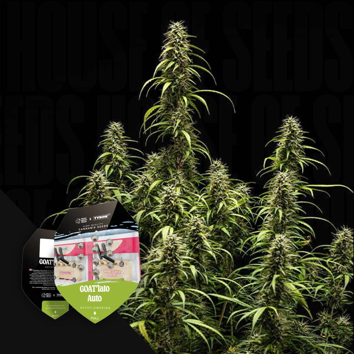 Hohe Cannabispflanze mit stacheligen Knospen, GOAT'lato AUTO Samenverpackung von Royal Queen Seeds links unten