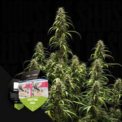 Hohe Cannabispflanze mit stacheligen Knospen, GOAT'lato AUTO Samenverpackung von Royal Queen Seeds links unten