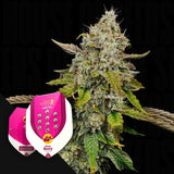 Haze Berry