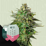Larry OG