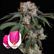 Cannabispflanze mit weißen Trichomen und grünen Blättern, Lemon Shining Silver Haze Samenpaket in der Ecke